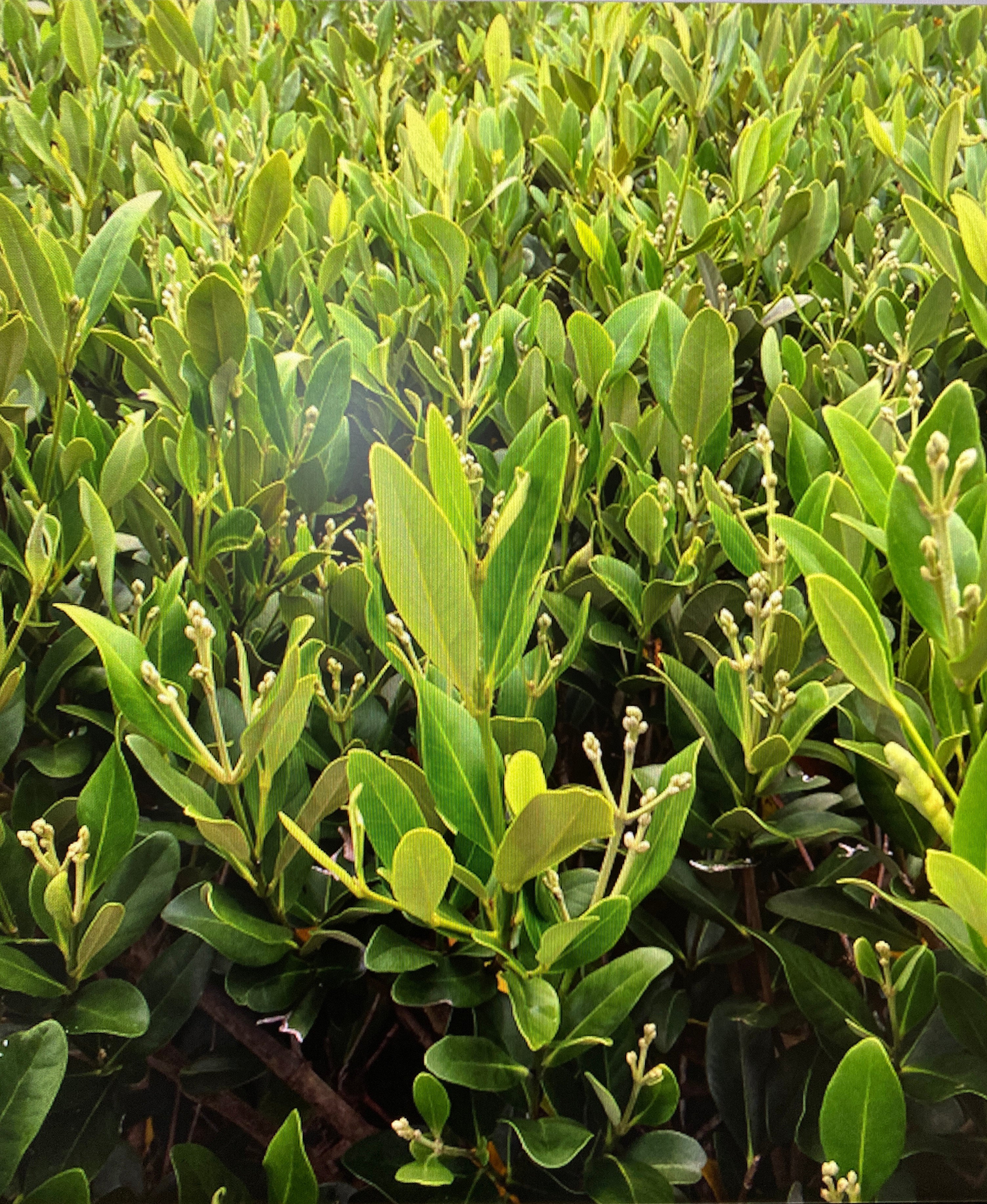 Raw and Unfiltered - Black Mangrove Honey