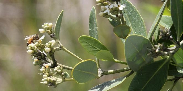 Black Mangrove Honey – Rich, dark, mineral‑dense raw honey